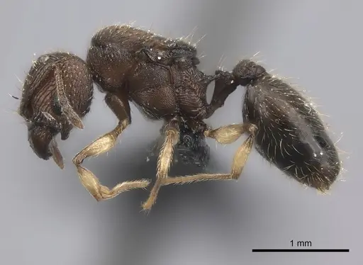 Pheidole manantenensis - CASENT0068457