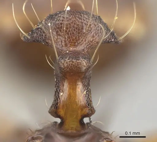 Pheidole manantenensis - CASENT0208965