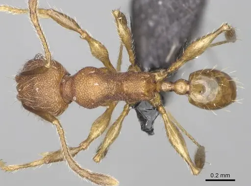 Pheidole manantenensis - CASENT0923218