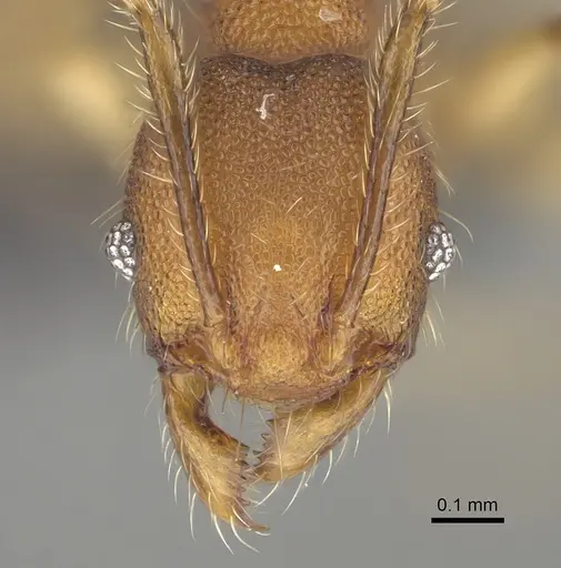 Pheidole manantenensis - CASENT0923218