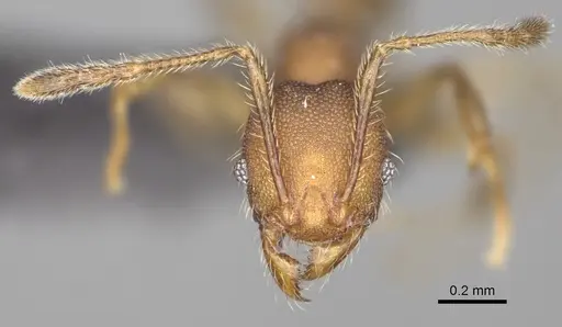 Pheidole manantenensis - CASENT0923218