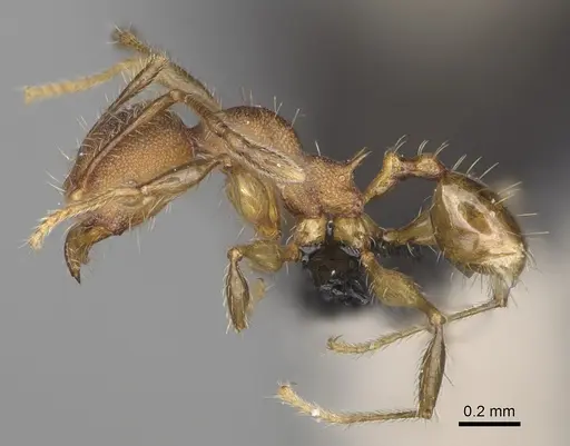 Pheidole manantenensis - CASENT0923218