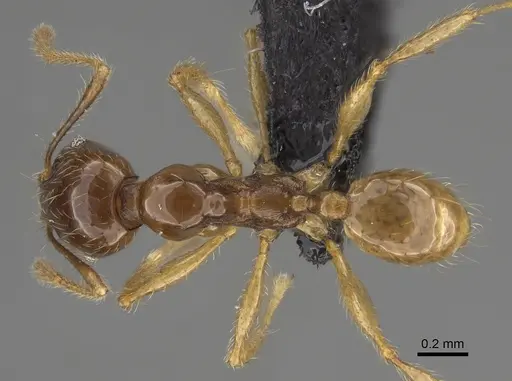 Pheidole manantenina specimen