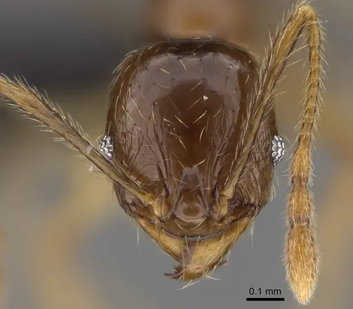Pheidole manantenina specimen