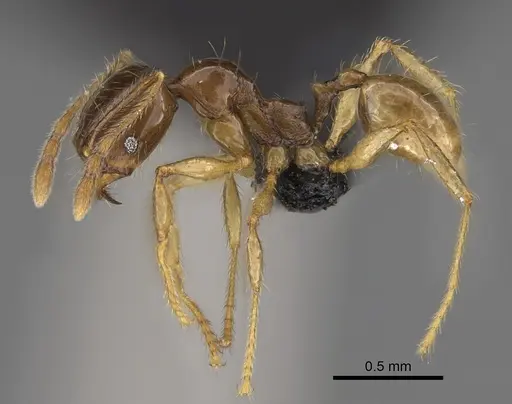 Pheidole manantenina specimen
