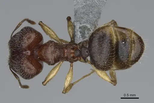 Pheidole mantadia specimen