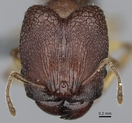 Pheidole mantadia specimen