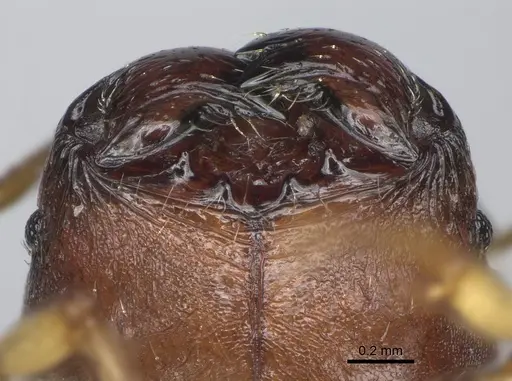 Pheidole mantadia specimen