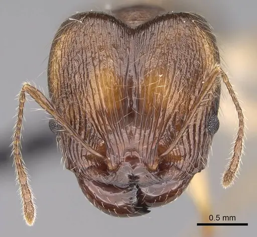 Pheidole mantadioflava specimen