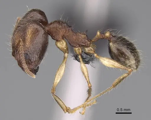 Pheidole mantadioflava specimen