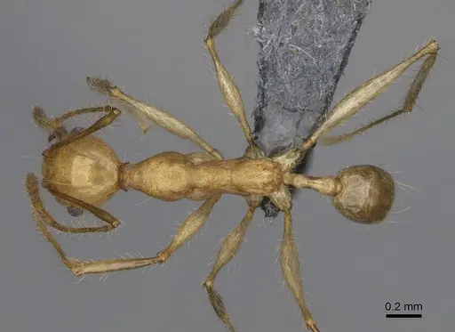 Pheidole mantadioflava - CASENT0301826