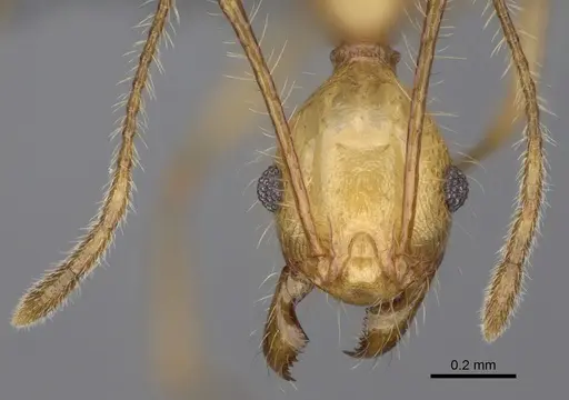 Pheidole mantadioflava - CASENT0301826