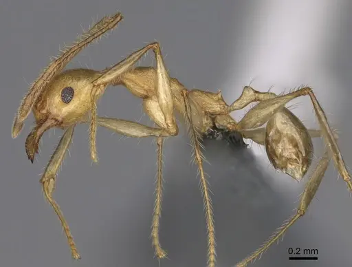 Pheidole mantadioflava - CASENT0301826