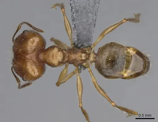 Pheidole mantadioflava - CASENT0923250