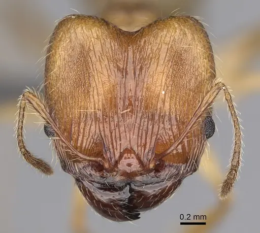 Pheidole mantadioflava - CASENT0923250