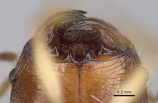 Pheidole mantadioflava - CASENT0923250