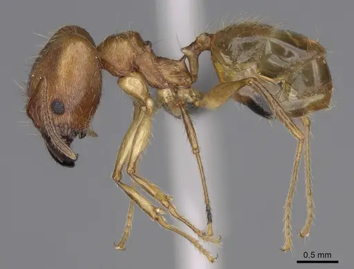 Pheidole mantadioflava - CASENT0923250