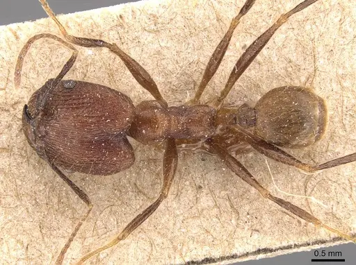 Pheidole manteroi specimen