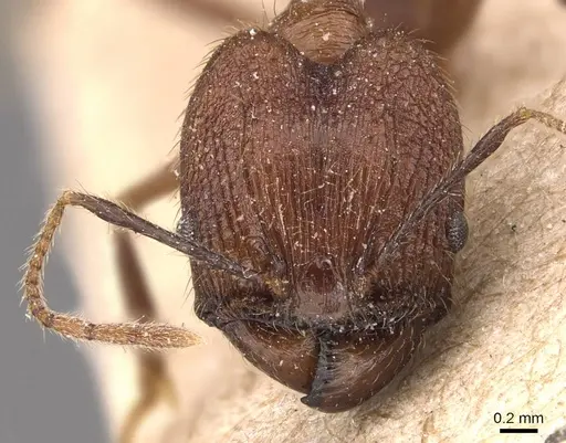 Pheidole manteroi specimen