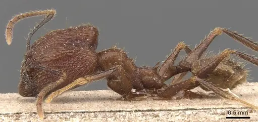 Pheidole manteroi specimen
