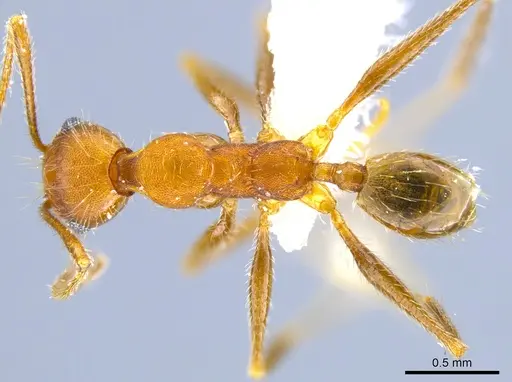 Pheidole mantilla specimen
