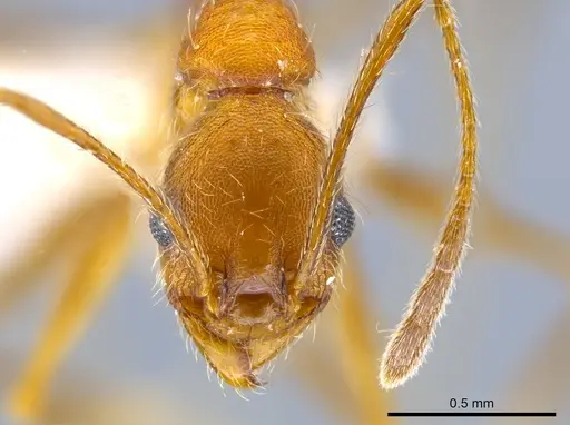 Pheidole mantilla specimen