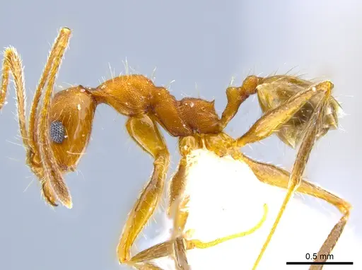 Pheidole mantilla specimen