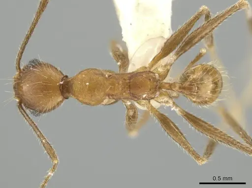 Pheidole mantilla - CASENT0646670