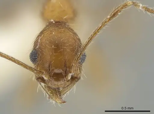 Pheidole mantilla - CASENT0646670