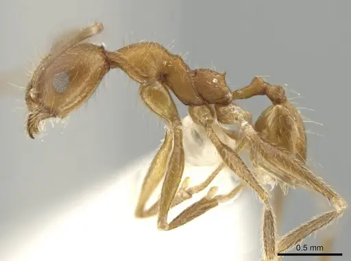 Pheidole mantilla - CASENT0646670