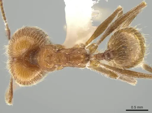 Pheidole mantilla - INBIOCRI002279466