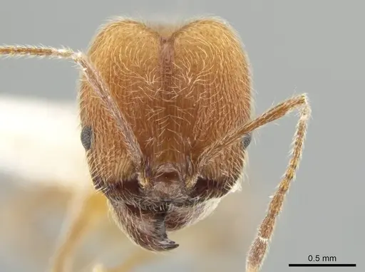 Pheidole mantilla - INBIOCRI002279466
