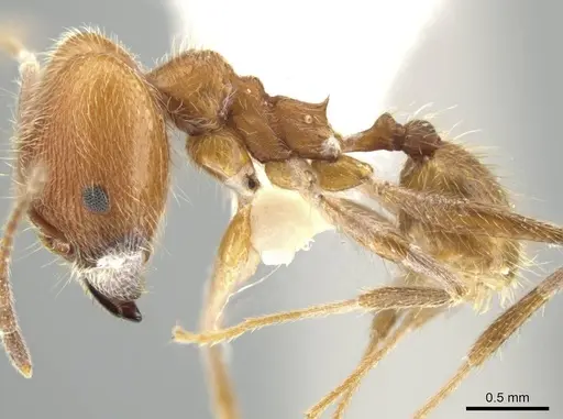 Pheidole mantilla - INBIOCRI002279466