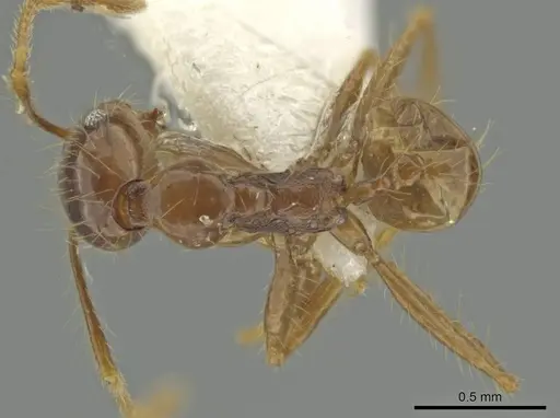 Pheidole manuana specimen