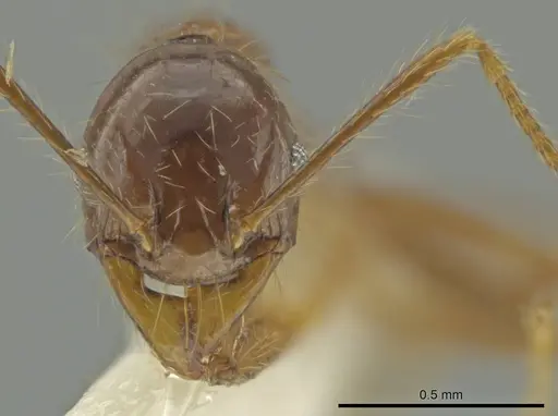 Pheidole manuana specimen
