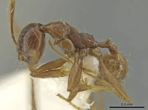 Pheidole manuana specimen