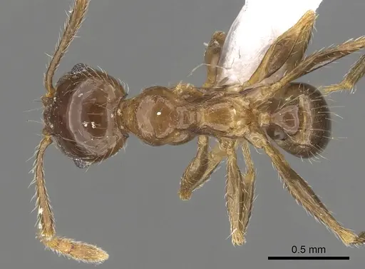 Pheidole manuana - CASENT0901632