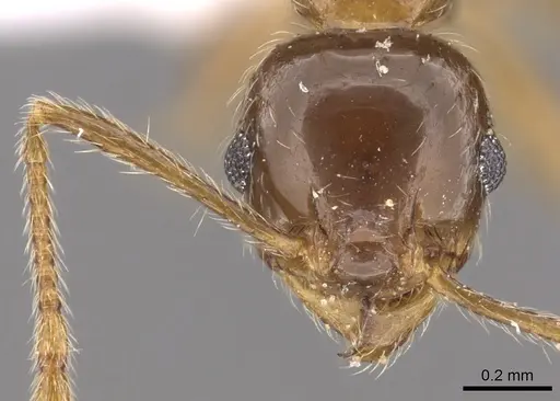 Pheidole manuana - CASENT0901632
