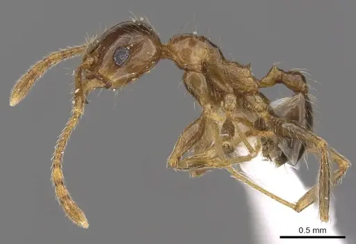 Pheidole manuana - CASENT0901632