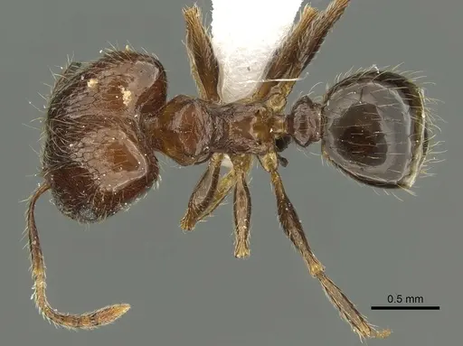 Pheidole manuana - CASENT0901633