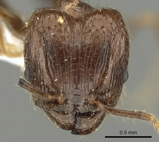 Pheidole manuana - CASENT0901633