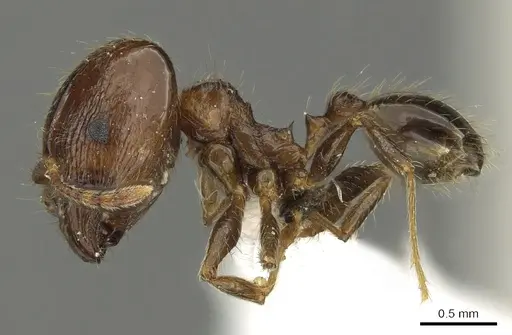 Pheidole manuana - CASENT0901633