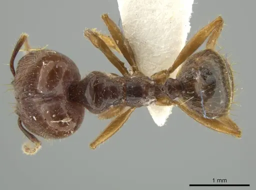 Pheidole manuana - JTLC000016447