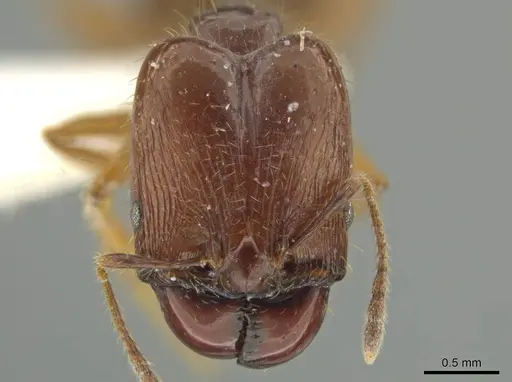 Pheidole manuana - JTLC000016447