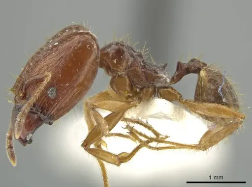 Pheidole manuana - JTLC000016447