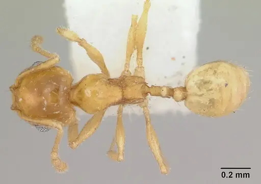 Pheidole marcidula specimen