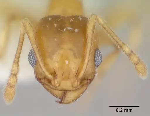 Pheidole marcidula specimen