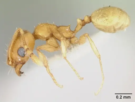 Pheidole marcidula specimen