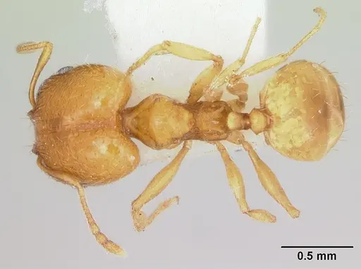 Pheidole marcidula - CASENT0172967