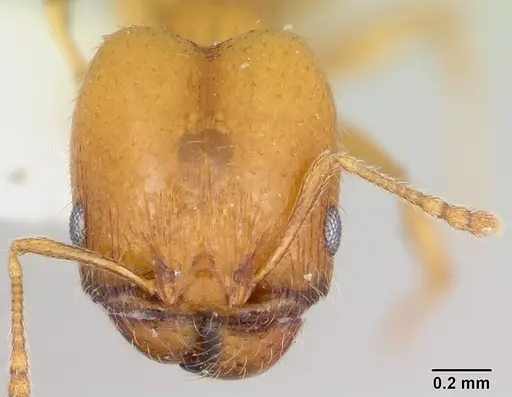 Pheidole marcidula - CASENT0172967